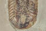 Symphysurus Trilobites With Preserved Antennae & Gut Trace #213186-3